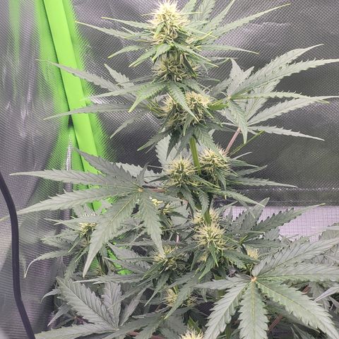 Bruce Banner Auto growlog timeline photo