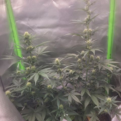 Bruce Banner Auto growlog timeline photo
