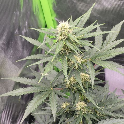Bruce Banner Auto growlog timeline photo