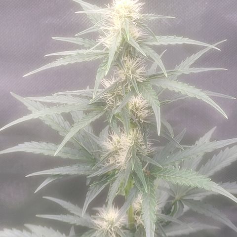 Bruce Banner Auto growlog timeline photo