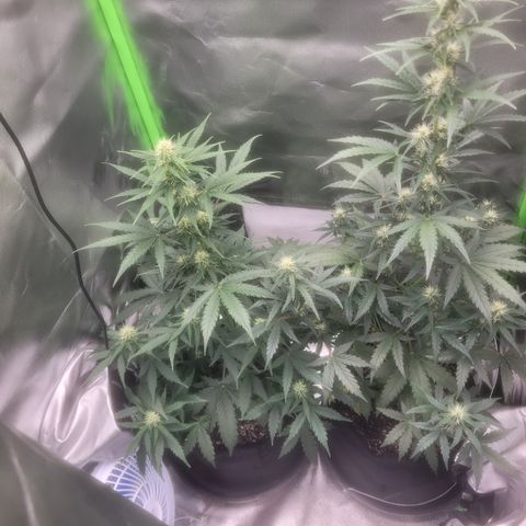 Bruce Banner Auto growlog timeline photo