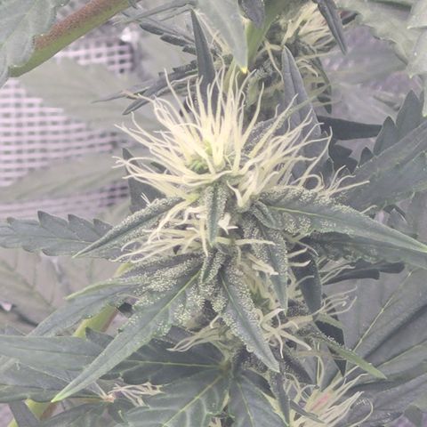 Bruce Banner Auto growlog timeline photo