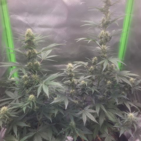 Bruce Banner Auto growlog timeline photo