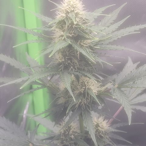 Bruce Banner Auto growlog timeline photo
