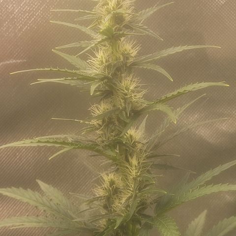 Bruce Banner Auto growlog timeline photo