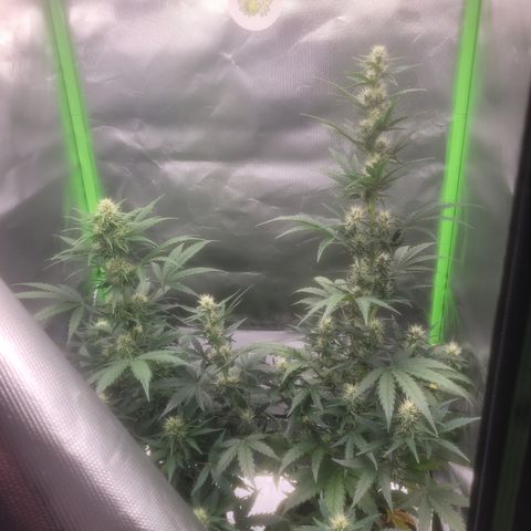 Bruce Banner Auto growlog timeline photo