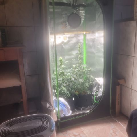 Bruce Banner Auto growlog timeline photo