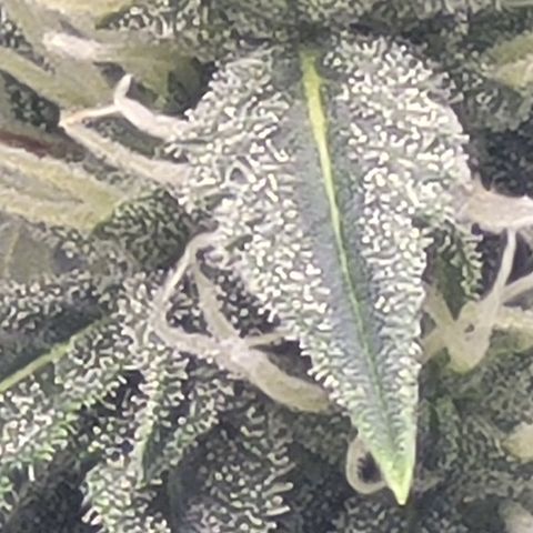 Bruce Banner Auto growlog timeline photo