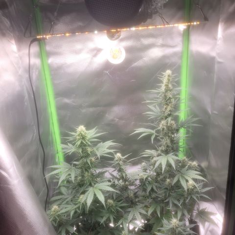 Bruce Banner Auto growlog timeline photo
