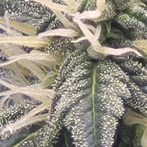 Bruce Banner Auto growlog timeline photo