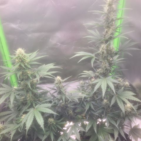 Bruce Banner Auto growlog timeline photo