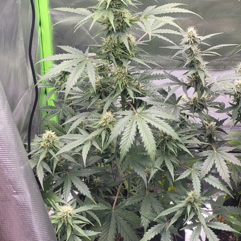 Bruce Banner Auto growlog timeline photo
