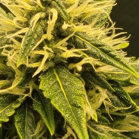 Bruce Banner Auto growlog timeline photo