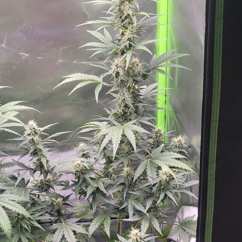 Bruce Banner Auto growlog timeline photo