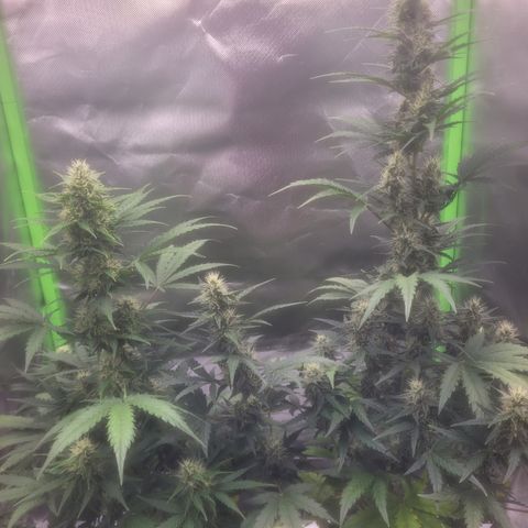 Bruce Banner Auto growlog timeline photo