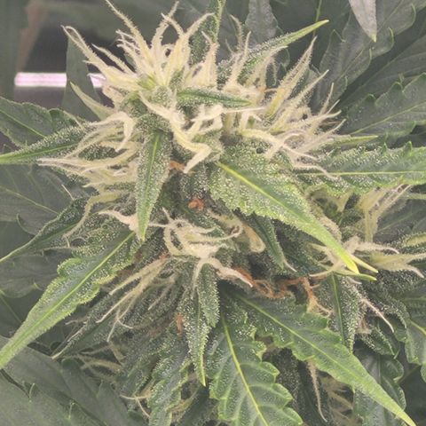 Bruce Banner Auto growlog timeline photo