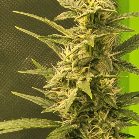 Bruce Banner Auto growlog timeline photo