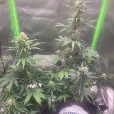 Bruce Banner Auto growlog timeline photo