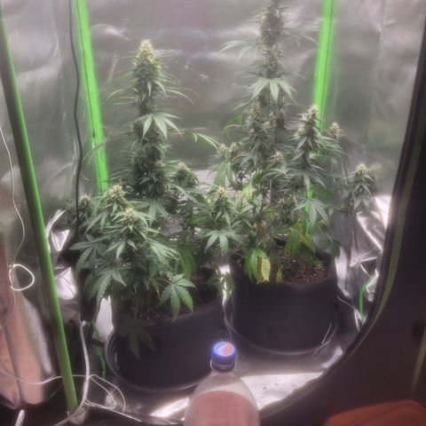 Bruce Banner Auto growlog timeline photo