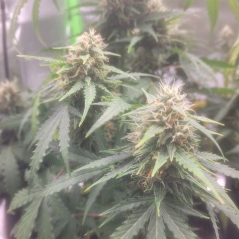 Bruce Banner Auto growlog timeline photo