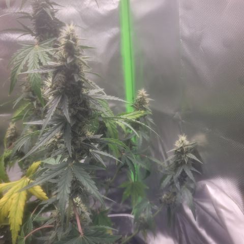 Bruce Banner Auto growlog timeline photo
