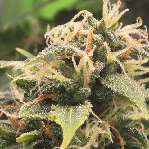 Bruce Banner Auto growlog timeline photo