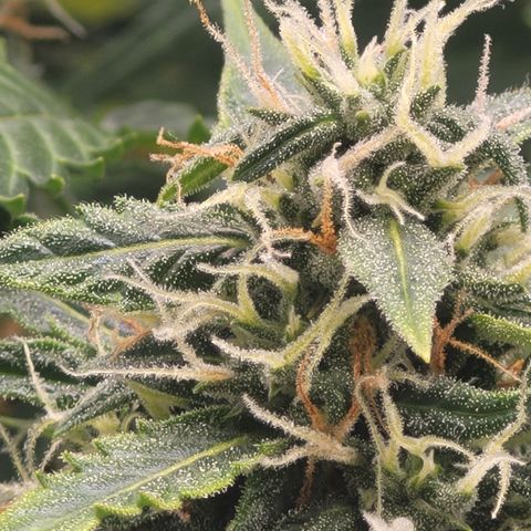 Bruce Banner Auto growlog timeline photo