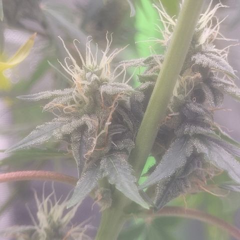 Bruce Banner Auto growlog timeline photo