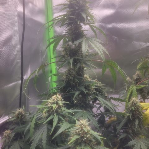 Bruce Banner Auto growlog timeline photo