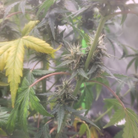 Bruce Banner Auto growlog timeline photo