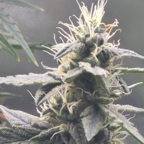 Bruce Banner Auto growlog timeline photo