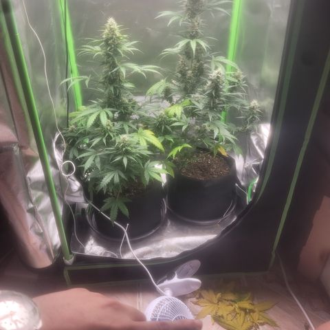 Bruce Banner Auto growlog timeline photo