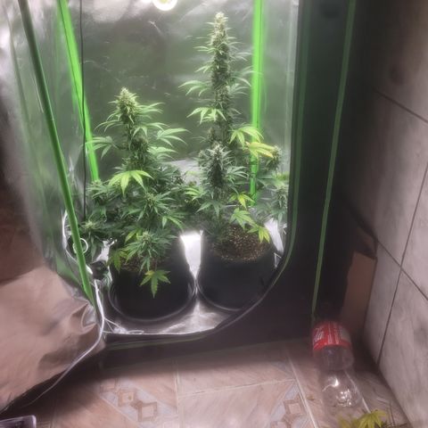 Bruce Banner Auto growlog timeline photo