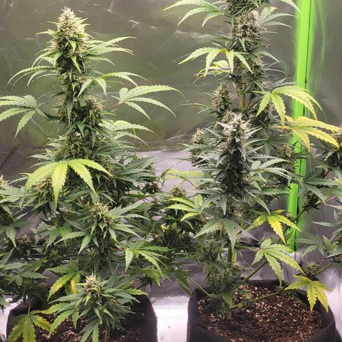 Bruce Banner Auto growlog timeline photo