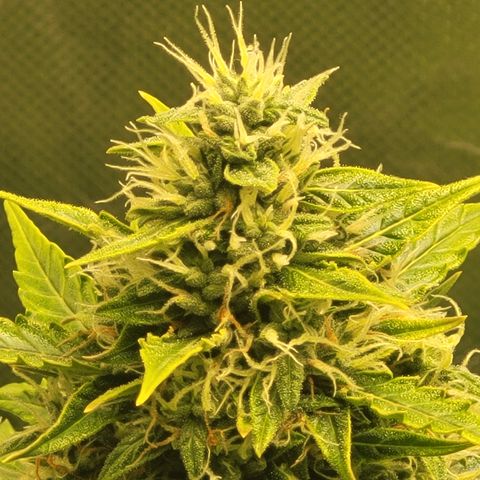 Bruce Banner Auto growlog timeline photo