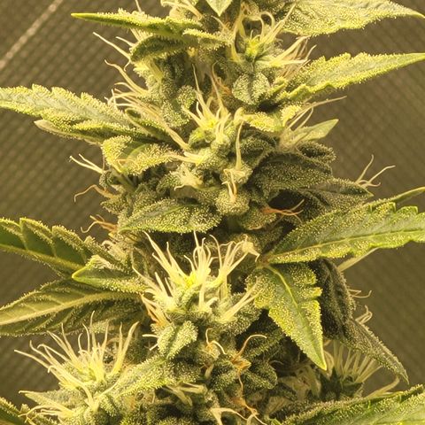 Bruce Banner Auto growlog timeline photo