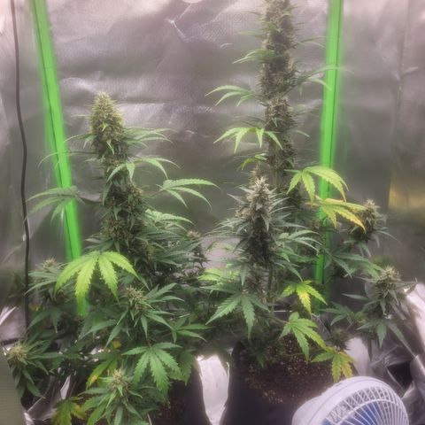 Bruce Banner Auto growlog timeline photo