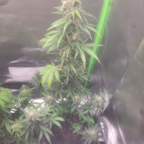 Bruce Banner Auto growlog timeline photo