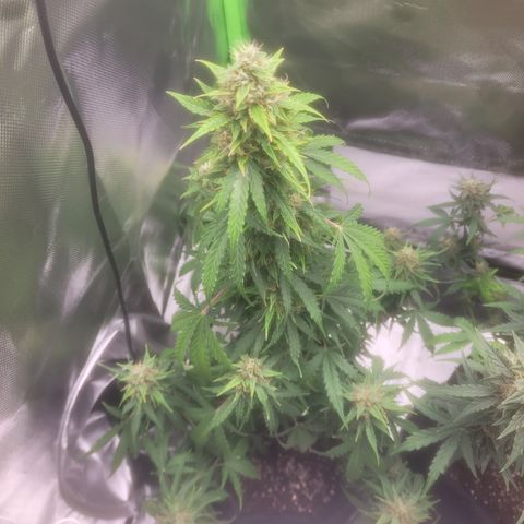 Bruce Banner Auto growlog timeline photo