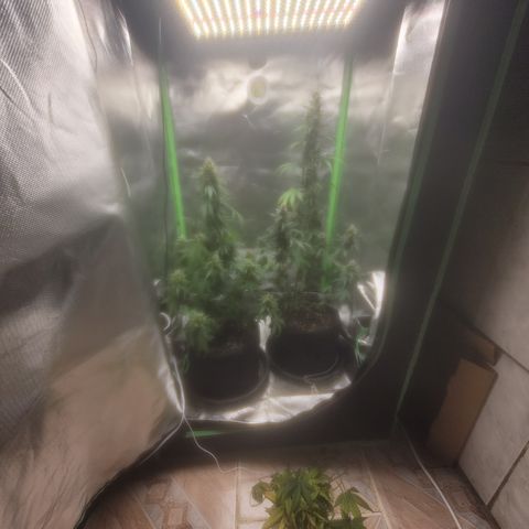 Bruce Banner Auto growlog timeline photo