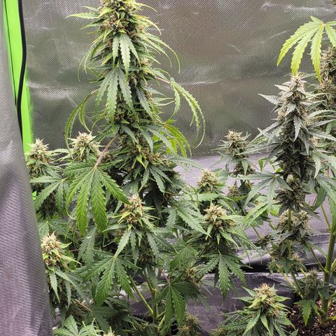Bruce Banner Auto growlog timeline photo