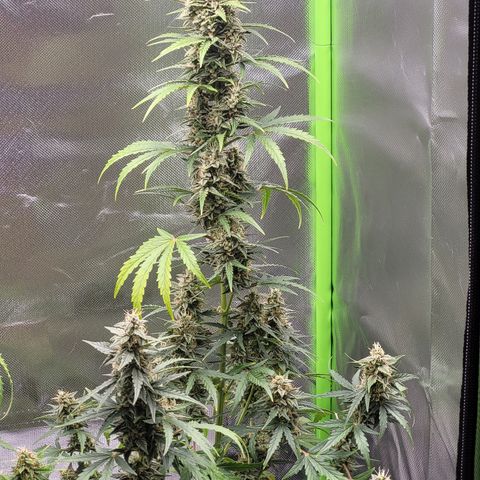 Bruce Banner Auto growlog timeline photo