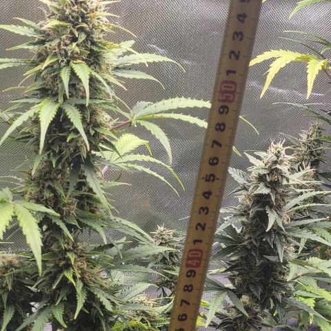 Bruce Banner Auto growlog timeline photo