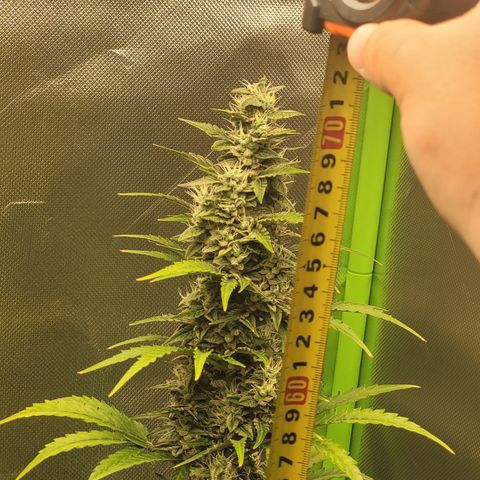 Bruce Banner Auto growlog timeline photo