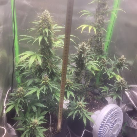 Bruce Banner Auto growlog timeline photo