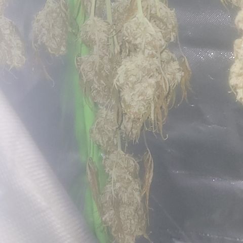 Bruce Banner Auto growlog timeline photo