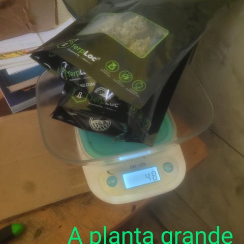 Bruce Banner Auto growlog timeline photo