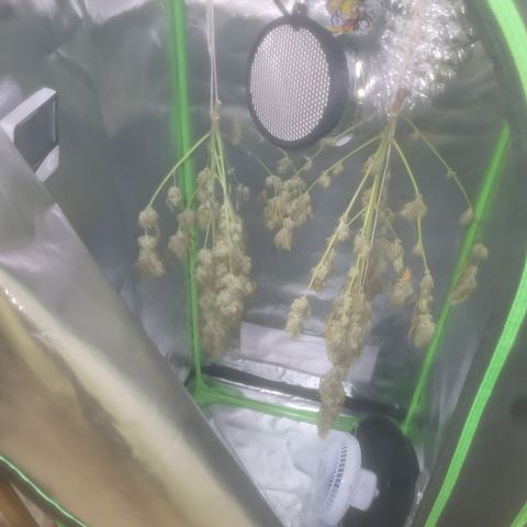 Bruce Banner Auto growlog timeline photo
