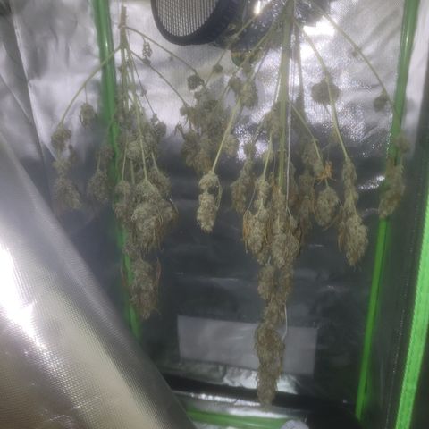 Bruce Banner Auto growlog timeline photo