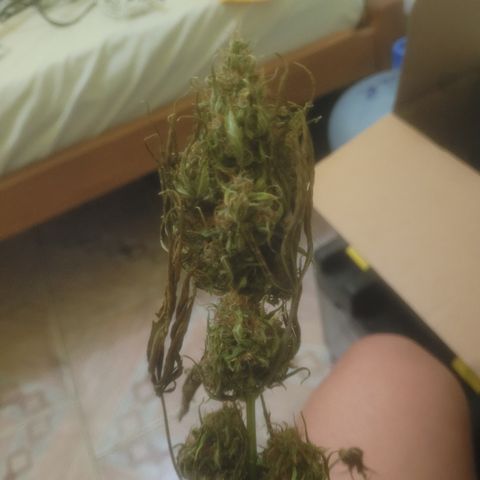 Bruce Banner Auto growlog timeline photo
